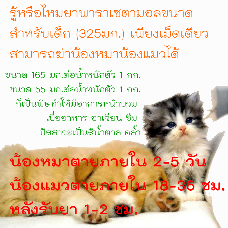 พาราเซตามอลฆ่าสุนัขและแมวได้